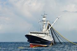 Tuna vessels